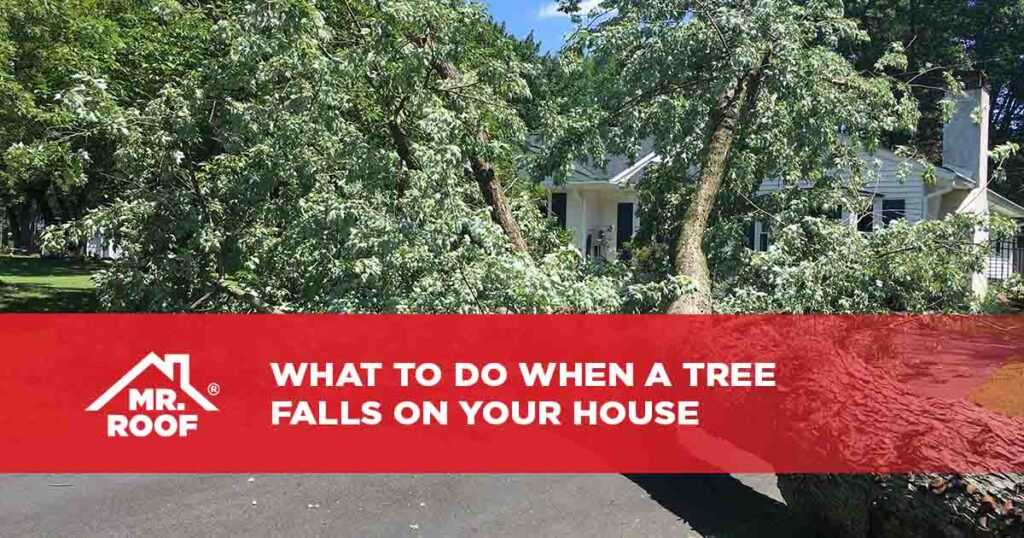 What to Do When a Tree Falls on Your House